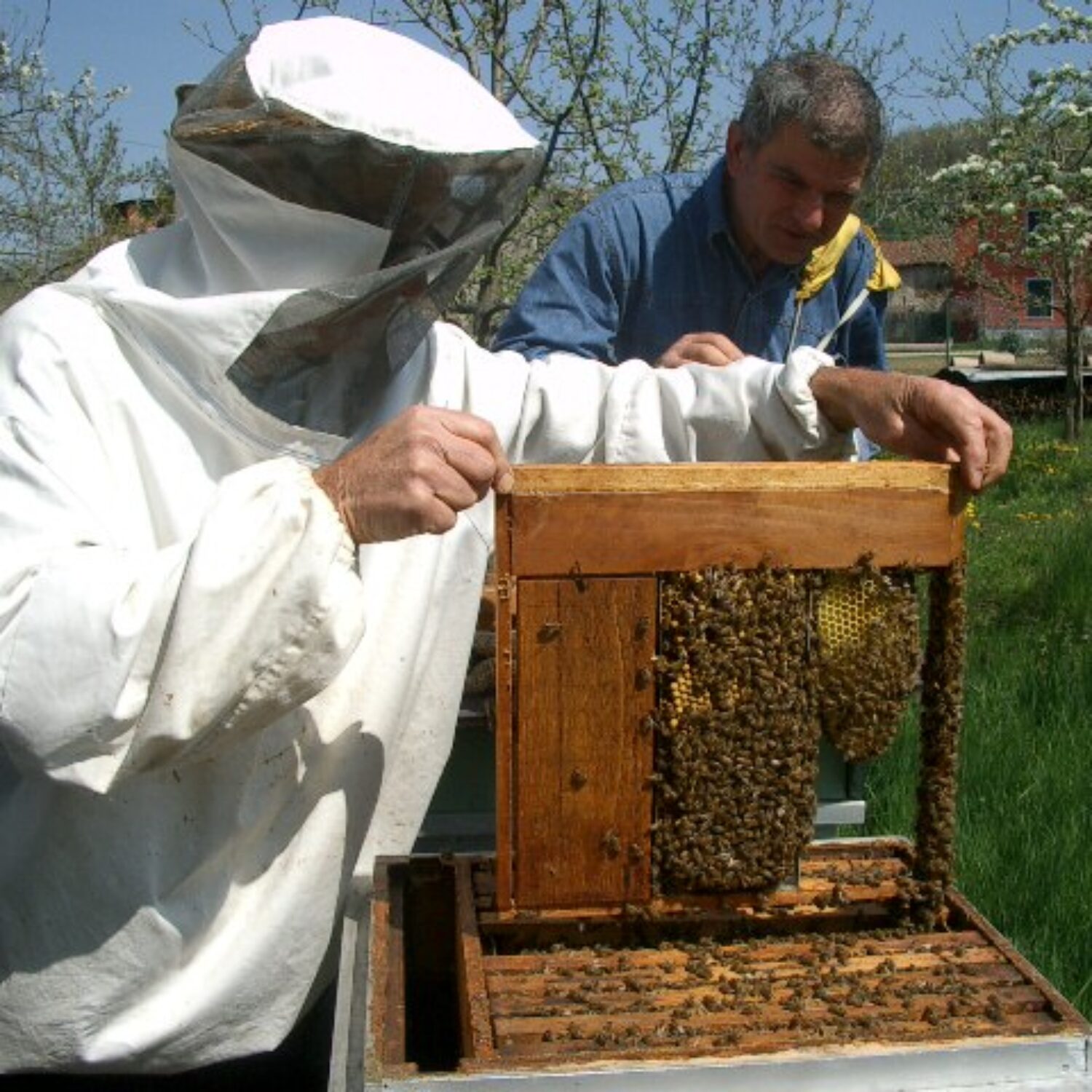 PRODUZIONE E LAVORAZIONE MIELE GOL per disoccupati