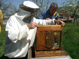 PRODUZIONE E LAVORAZIONE MIELE GOL per disoccupati