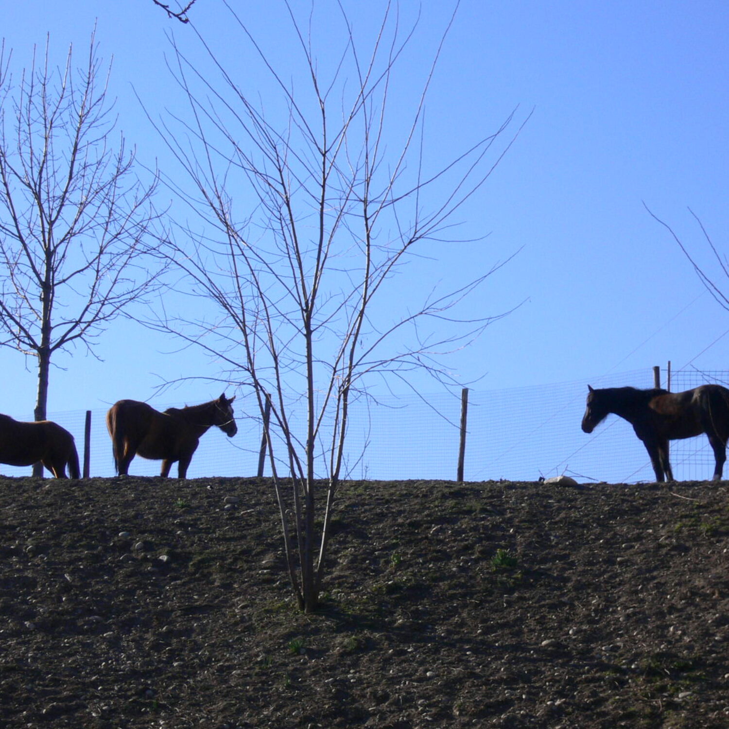 AGGIORNAMENTO ACCOMPAGNATORE DI TURISMO EQUESTRE – NORD PIEMONTE