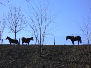 AGGIORNAMENTO ACCOMPAGNATORE DI TURISMO EQUESTRE – NORD PIEMONTE