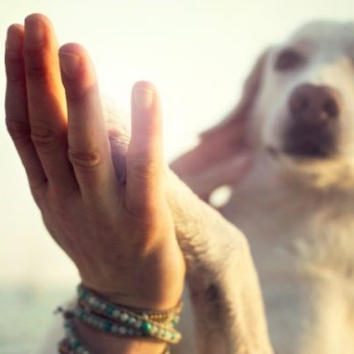 I.A.A. PET THERAPY 2024/25: LIVELLO AVANZATO I.A.A.