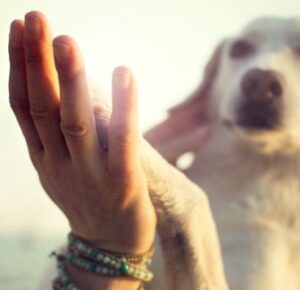 I.A.A. PET THERAPY 2024/25: LIVELLO AVANZATO I.A.A.