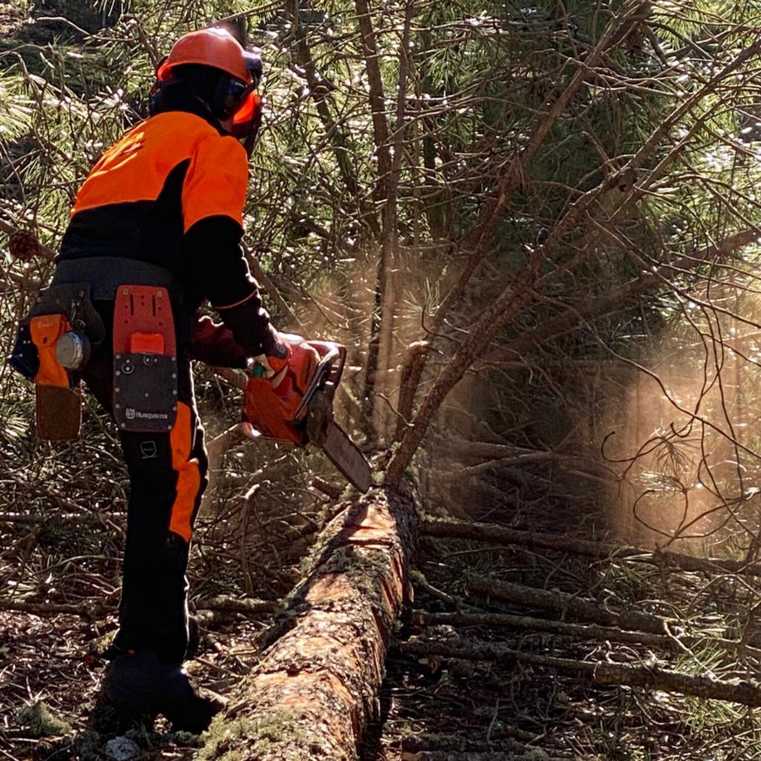 UF F2: UTILIZZO IN SICUREZZA DELLA MOTOSEGA NELLE OPERAZIONI DI ALLESTIMENTO(Corso a pagamento)