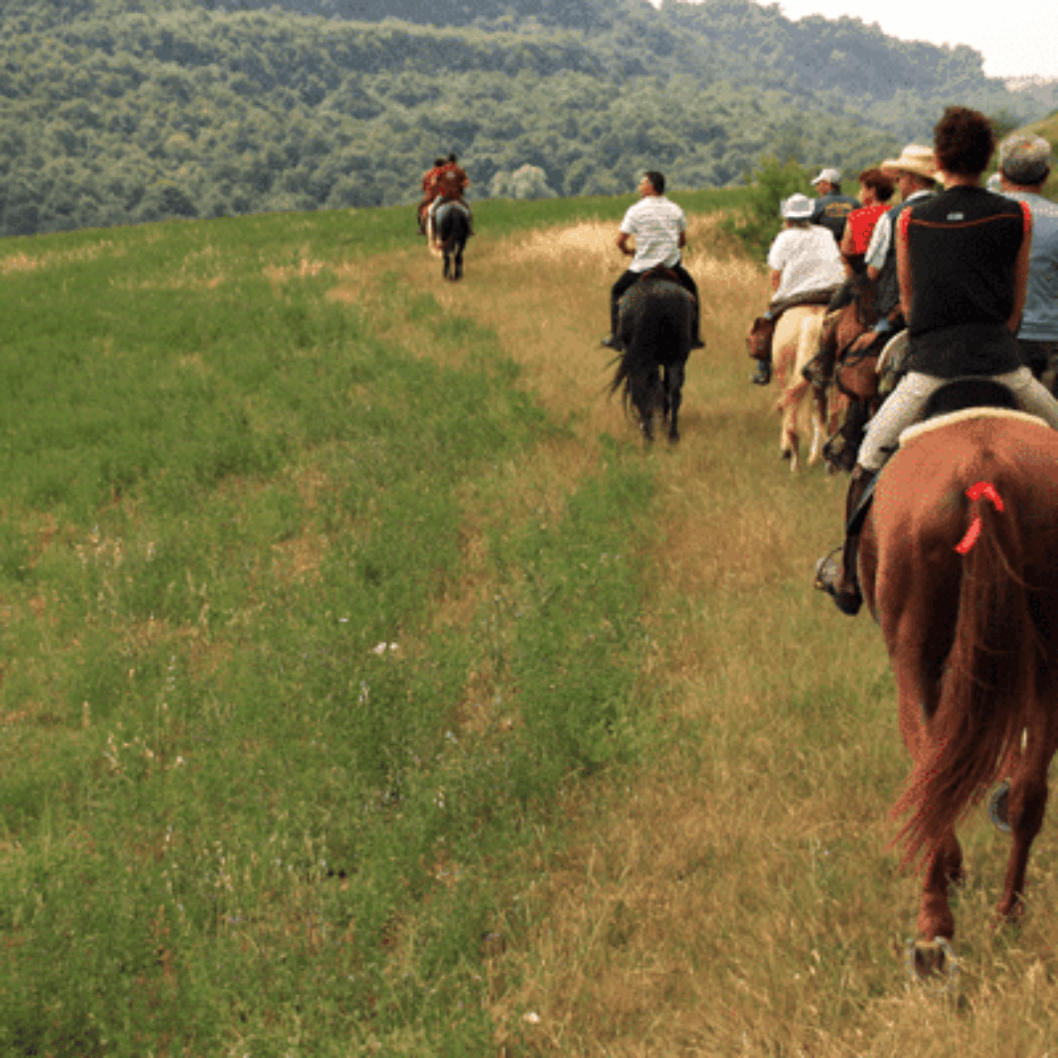 AGGIORNAMENTO ACCOMPAGNATORE DI TURISMO EQUESTRE 2026