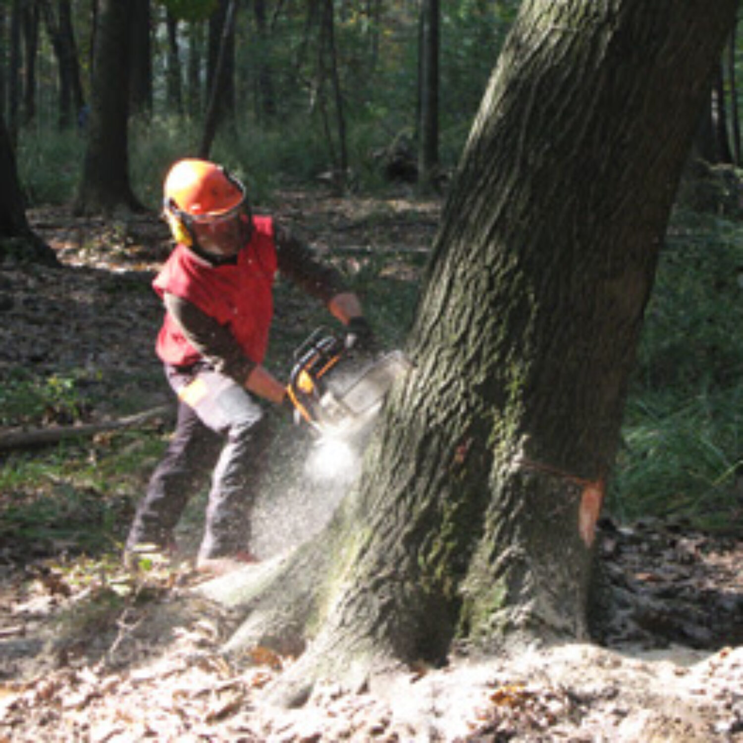 UF F6: OPERATORE FORESTALE – ESAME DI QUALIFICA(A pagamento)