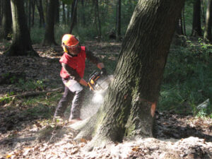 UF F6: OPERATORE FORESTALE – ESAME DI QUALIFICA(A pagamento)